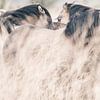 Konikpaarden in Oostvaardersplassen van Kimberley Jekel