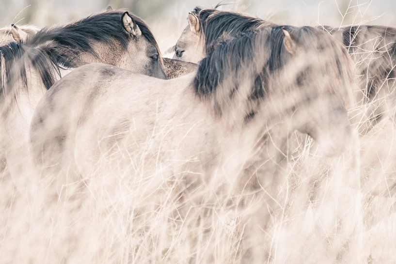 Les chevaux Konik dans les Oostvaardersplassen par Kimberley Jekel