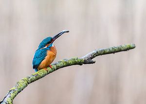 Le roi de la pêche ! sur Robert Kok