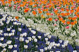 TULIPE 4 sur Miroslav Ptacek