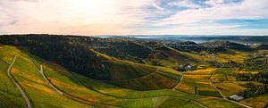Weinberglandschaft während des Sonnenaufgangs
