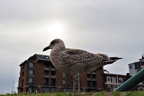 seagull in front of the hotel