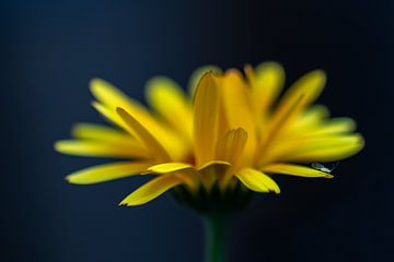 Gele ganzenbloem met reiziger van Eva Herfkens