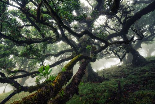 Laurierboom op Madeira in de mist