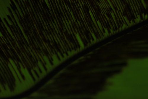 Abstract groen blad von Anja van Deursen