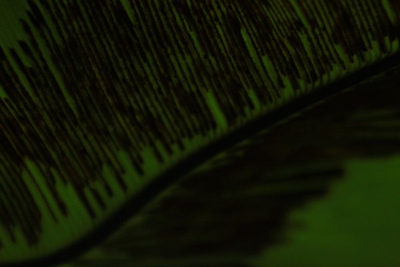 Abstract groen blad by Anja van Deursen