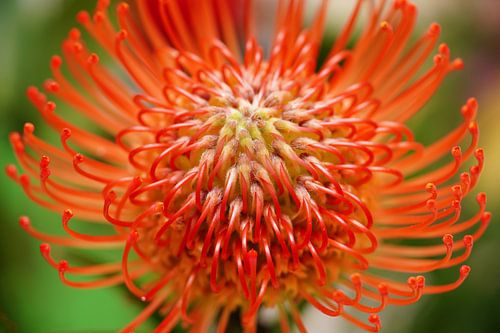 Rode Pincushion in volle bloei