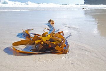 Zeewier op het strand van Homemade Photos