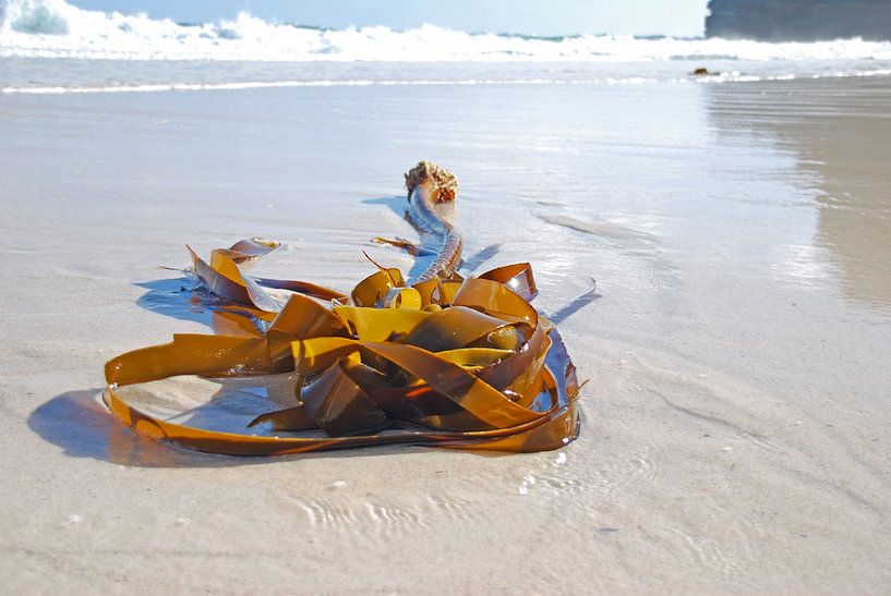 Seaweed on the beach by Homemade Photos