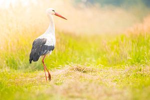 Weißstorch (Ciconia ciconia) Vogel mit ausgeprägten weißen und schwarzen Federn, der im Sommer auf e