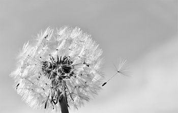 Dandelion in sunshine monochrome