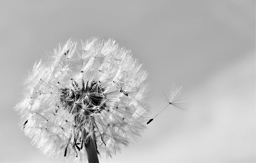 Dandelion in sunshine monochrome by Werner Lehmann