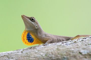 Lézard anolis montrant sa domination en élargissant la poche de la gorge sur Thijs van den Burg