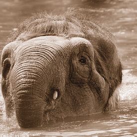 Swimming elephant gold/brown by WeVaFotografie
