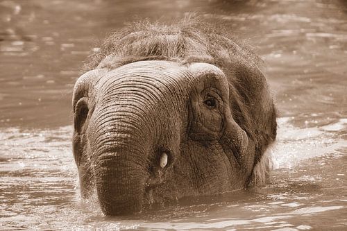 Zwemmende olifant goud/bruin