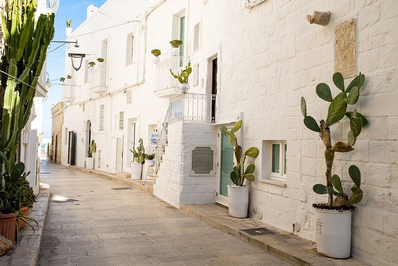 Cactussen in Monopoli Puglia Italy van Anouk Raaphorst