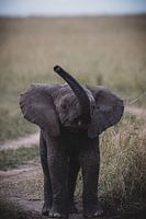 BABY ELEPHANT