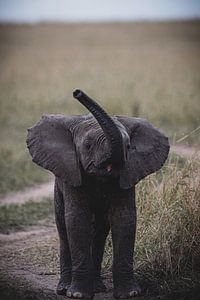 BABY ELEPHANT van Ssenyonyi Derrick