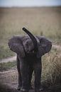 BABY ELEPHANT van Ssenyonyi Derrick thumbnail