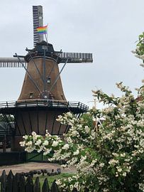 Molen van tania mol