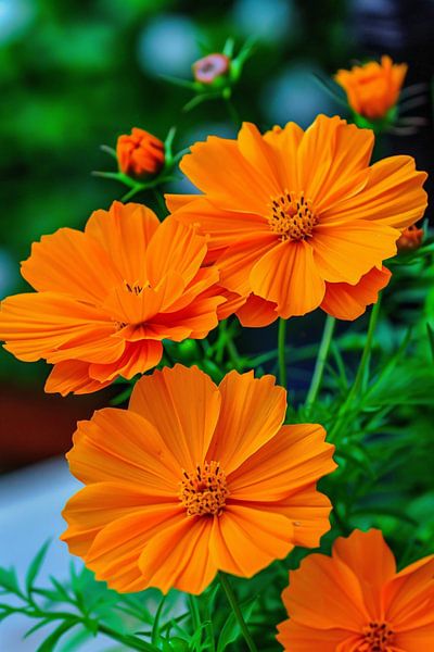 see-through by Imperial Art House