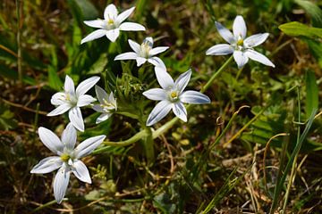 Close-up van witte bloem in groen gras met felle zon erop van Studio LE-gals