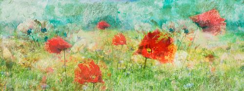 Relaxed Poppy field by Sander Van Laar