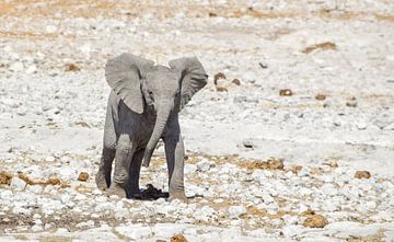 Bébé éléphant en Namibie sur Achim Prill