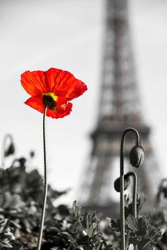Rode klaproos in Parijs van Dennis van de Water