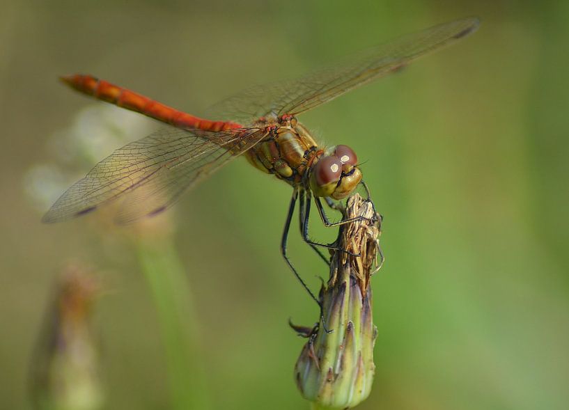 Rode heidelibel by Hannie de Graaff