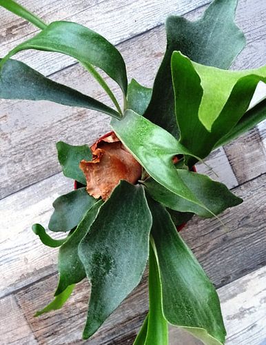 Kamerplant: Platycerium bifurcatum | Hertshoornvaarn 1-2