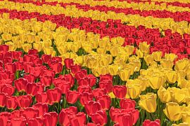 Flowering tulip fields in spring, Netherlands by Markus Lange