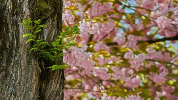 Spring blossom