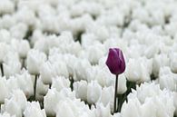 Paarse tulp tussen witte tulpen van W J Kok thumbnail