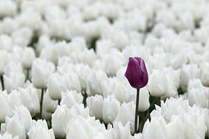 Lila Tulpe zwischen weißen Tulpen