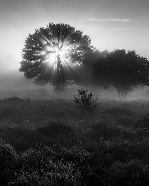 Heidekraut Pano Zuiderheide Laren NH - schwarz-weiß Foto von Jolanda Aalbers