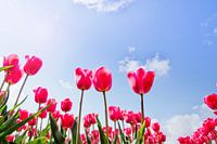 Pink Tulip