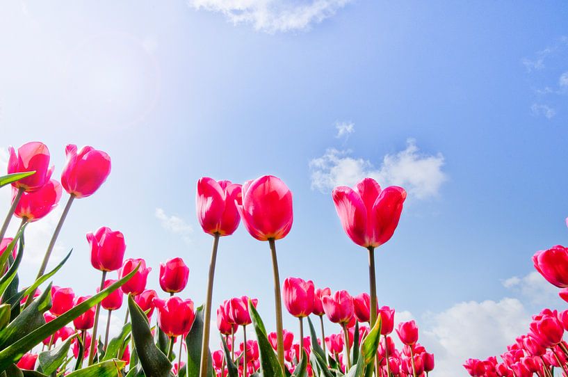 Roze Tulp van Saskia Staal