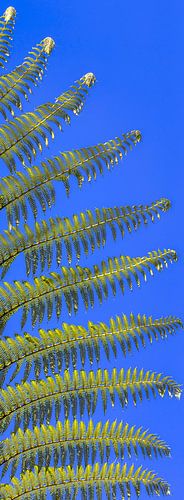Detail shot of a fern in the Azores