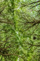Bomen / Als je omhoog kijkt zie je andere dingen