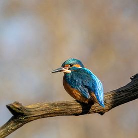 IJsvogel van Tanja van Beuningen