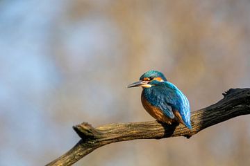 IJsvogel van Tanja van Beuningen
