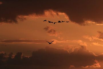 Zonsondergang Kranen Zingst Oostzee Duitsland van Frank Fichtmüller