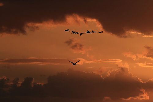 Zonsondergang Kranen Zingst Oostzee Duitsland