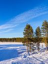 Landschap met sneeuw in de winter in Kuusamo, Finland van Rico Ködder thumbnail