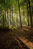 Des rayons de soleil percent une forêt