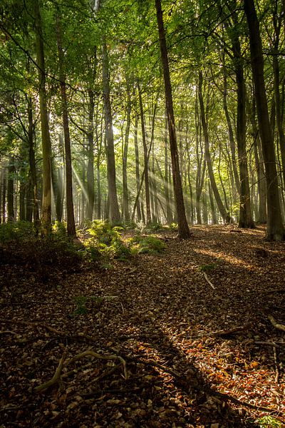 Sunbeams break through a forest by Jörg Sabel - Fotografie