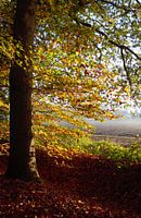 Herbstblätter in der Morgensonne