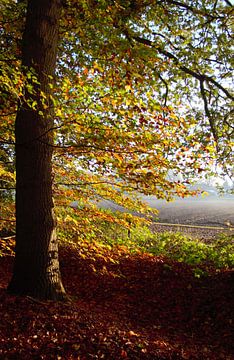 Herfst bladeren in de ochtendzon van Anke Winters