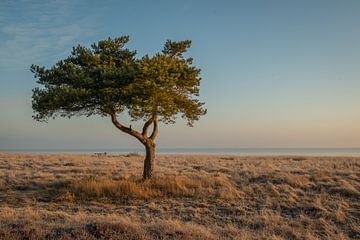 Eenzame boom aan de kust van Hylke Heidstra